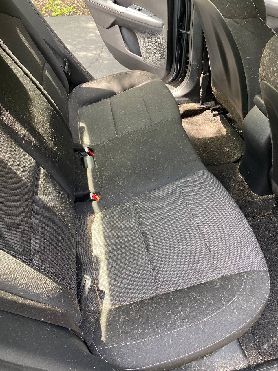 Pet hair removal - Before